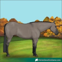 Horse Color:Grullo Rabicano 