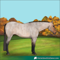 Horse Color:Bay Roan Dun