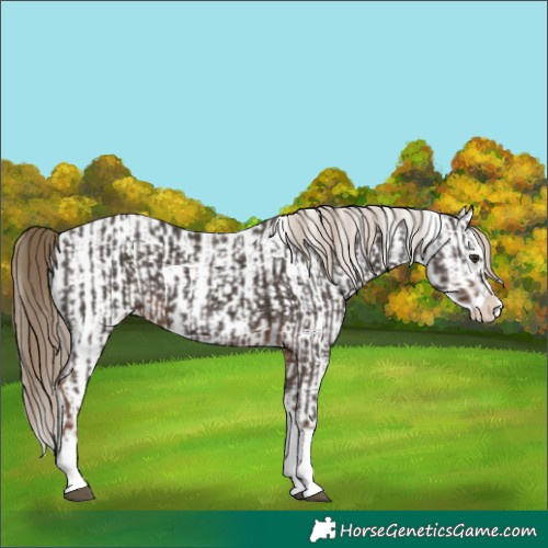 Horse Color:Liver Chestnut Sabino Splash Appaloosa  and White Spotted Liver Chestnut Sabino Splash Appaloosa 