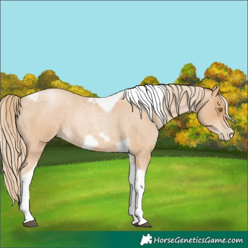 Horse Color:Red Roan Pearl Tobiano Frame 