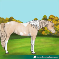 Horse Color:Red Roan Pearl Tobiano Frame
