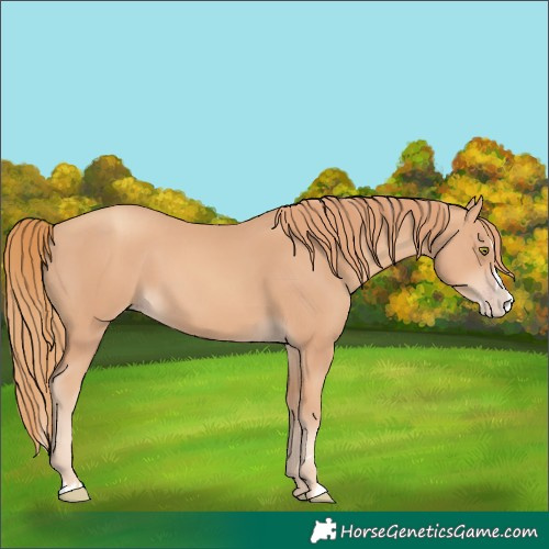 Horse Color:Gold Champagne Splash 