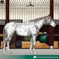 Horse Color:Liver Chestnut Sabino Splash Appaloosa  and Liver Chestnut Sabino Splash Appaloosa 