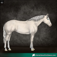 Horse Color:Cremello Splash Rabicano and Cremello Rabicano