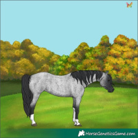 Horse Color:Blue Roan Tobiano 