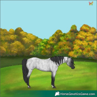 Horse Color:Blue Roan Tobiano