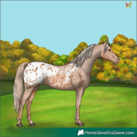 Horse Color:Chestnut Appaloosa