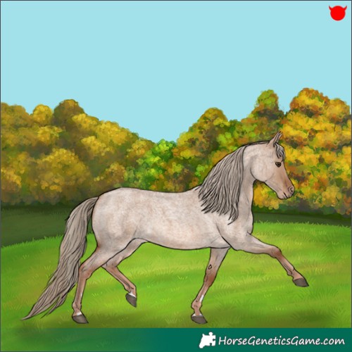 Horse Color:Red Dun Roan 