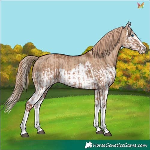 Horse Color:Red Dun Splash  and Red Dun Splash 