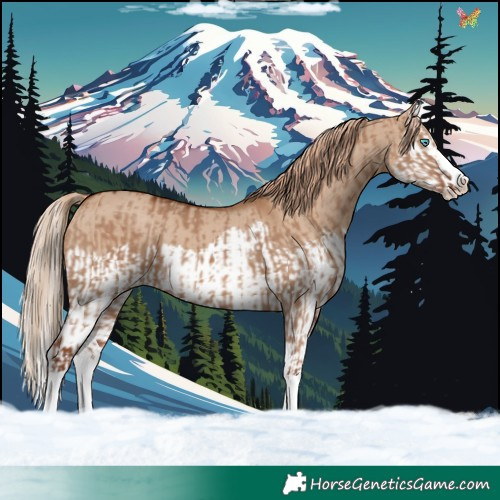 Horse Color:Red Dun Splash  and Red Dun Splash 