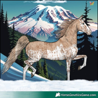 Horse Color:Red Dun Splash  and Red Dun Splash 