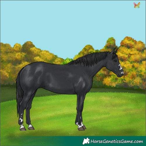Horse Color:Black 