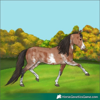 Horse Color:Bay Sabino Rabicano and Bay Sabino Rabicano