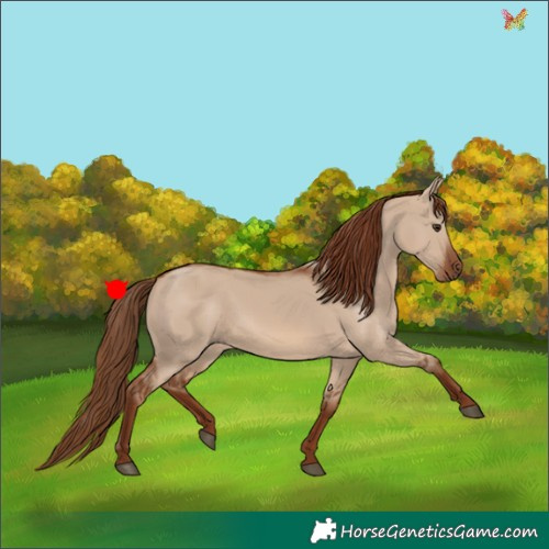 Horse Color:Red Dun 