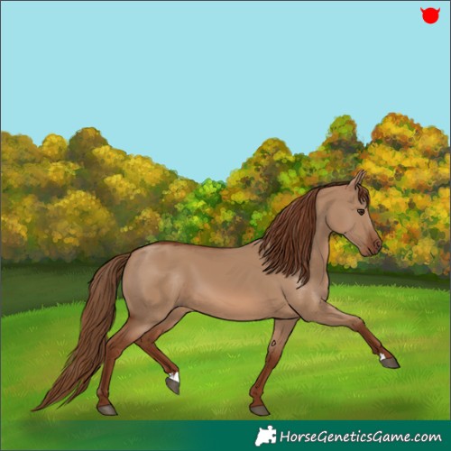 Horse Color:Red Dun 