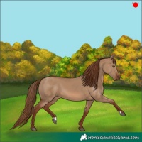 Horse Color:Red Dun 