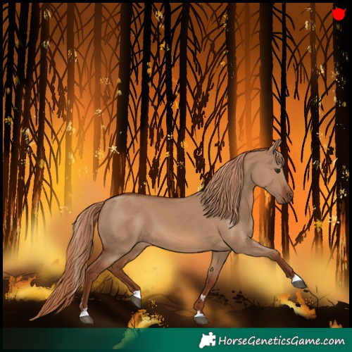 Horse Color:Red Dun 