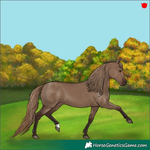 Horse Color:Liver Red Dun 