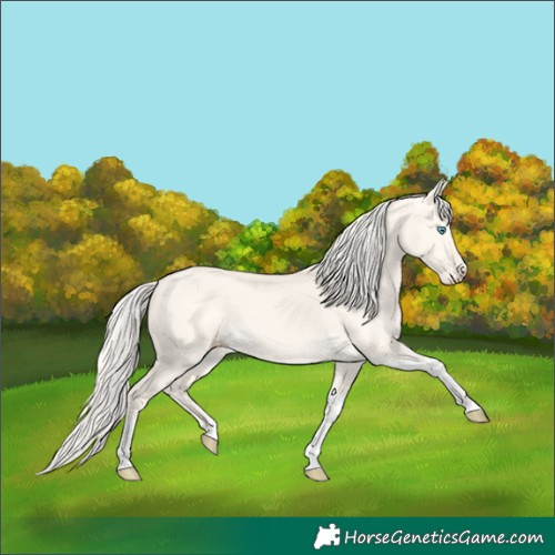 Horse Color:Cremello Dun Tobiano 