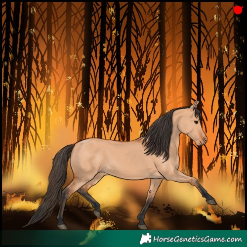 Horse Color:Bay Dun