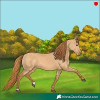 Horse Color:Red Dun 