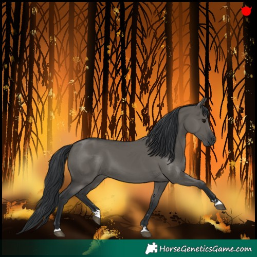 Horse Color:Grullo 