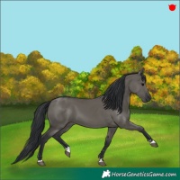 Horse Color:Grullo