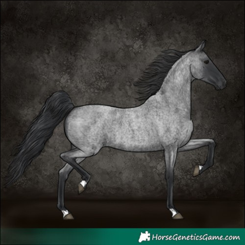 Horse Color:Blue Roan 