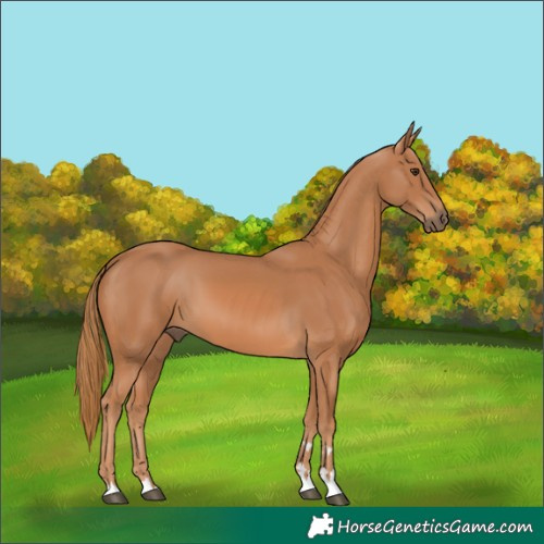 Horse Color:Chestnut 