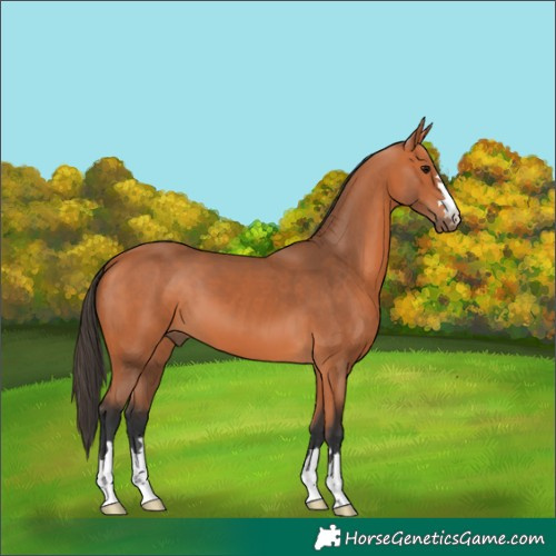 Horse Color:Bay 