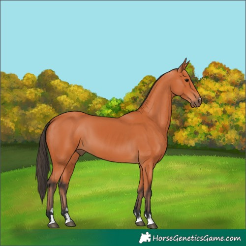 Horse Color:Bay 
