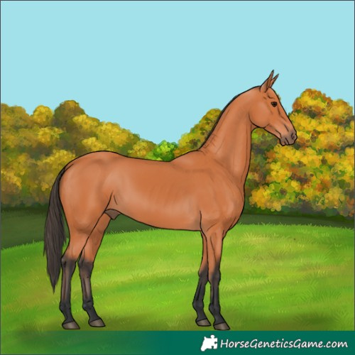 Horse Color:Bay 