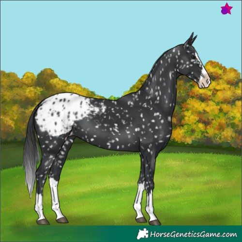 Horse Color:Black Splash Appaloosa 