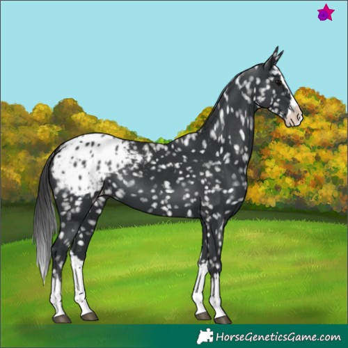 Horse Color:Black Splash Appaloosa 