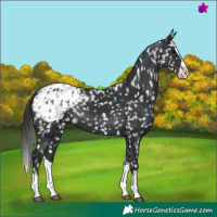 Horse Color:Black Splash Appaloosa 