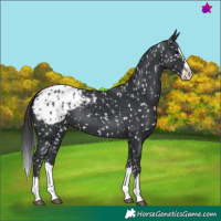 Horse Color:Black Splash Appaloosa 