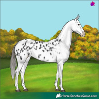 Horse Color:Black Splash Blanket