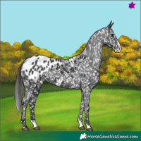 Horse Color:Black Splash Appaloosa 