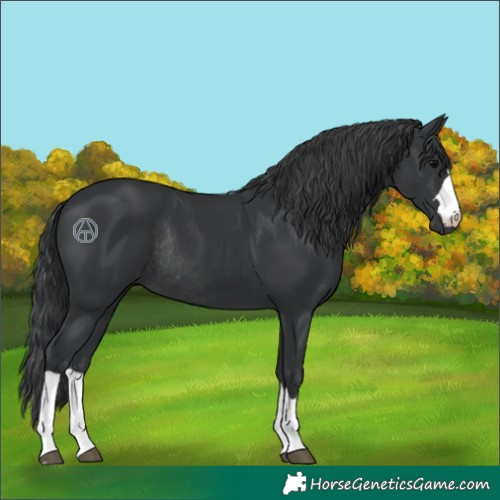 Horse Color:Black Rabicano