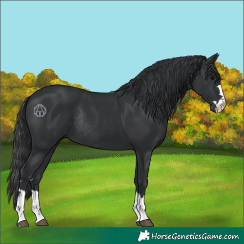 Horse Color:Black Rabicano 