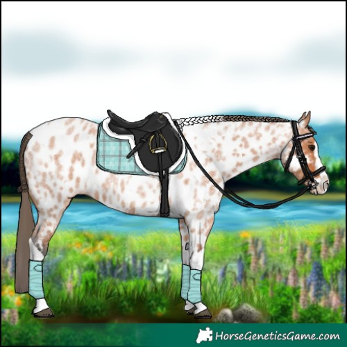 Horse Color:Bay Roan Splash Tobiano Appaloosa  and Bay Roan Splash Tobiano Appaloosa 