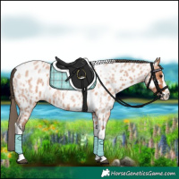 Horse Color:Bay Roan Splash Tobiano Appaloosa  and Bay Roan Splash Tobiano Appaloosa 