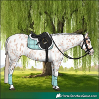 Horse Color:Bay Roan Splash Tobiano Appaloosa and Bay Roan Splash Tobiano Appaloosa