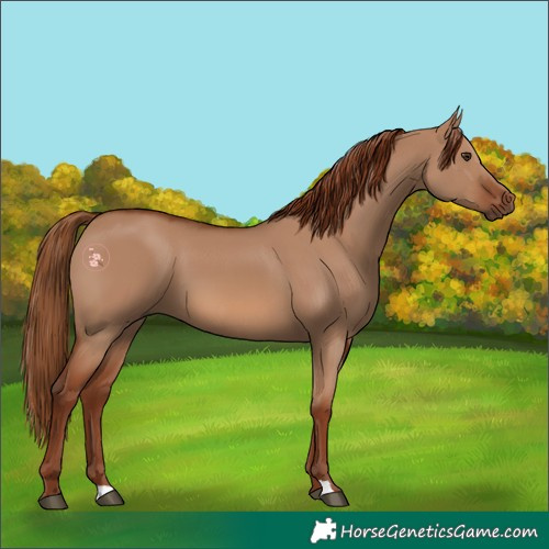 Horse Color:Red Dun 