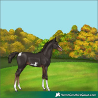 Horse Color:Liver Chestnut Tobiano Frame 