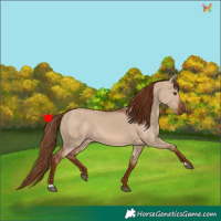 Horse Color:Red Dun 