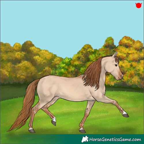 Horse Color:Red Dun 