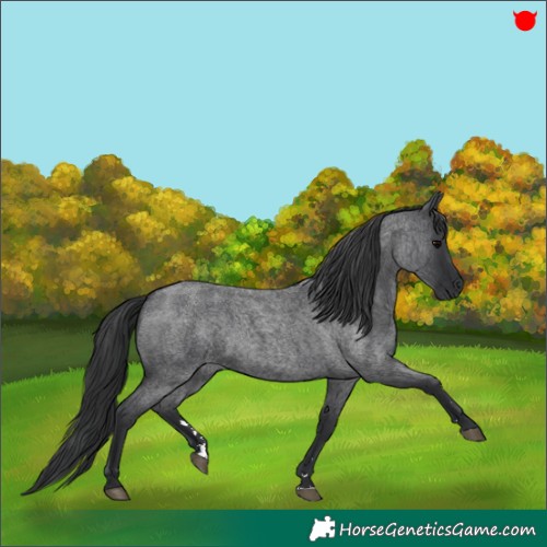 Horse Color:Blue Roan 