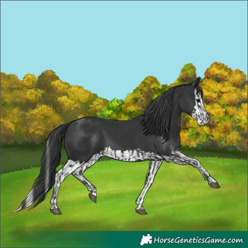 Horse Color:Black and Black Splash