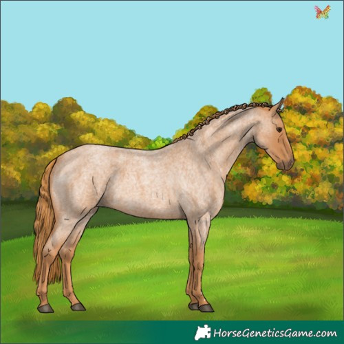 Horse Color:Red Roan